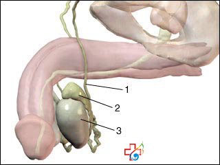 男人勃起硬度不夠應該怎么辦？