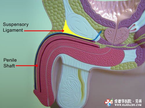 為什么勃起時(shí)間會(huì)很短?
