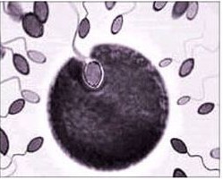 重度弱精癥怎么治療好呢？